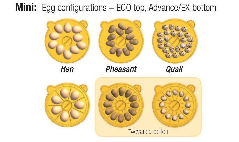 Mini Egg Configurations