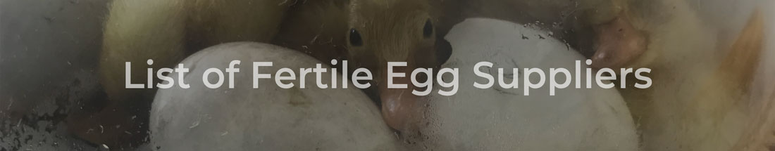 Fertile Egg Suppliers