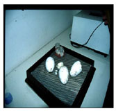 flamingo eggs