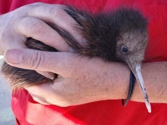 Kiwi Chick Thrives with Help from Brinsea TLC-30 ICU