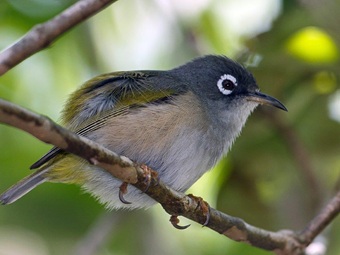 The Mauritius Olive White-eye Conservation Project