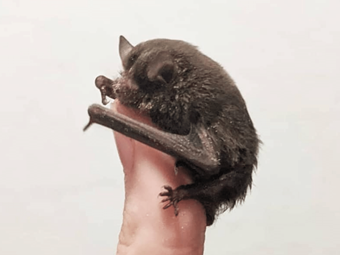 Saving Microbats in Australia with Brinsea's TLC-40