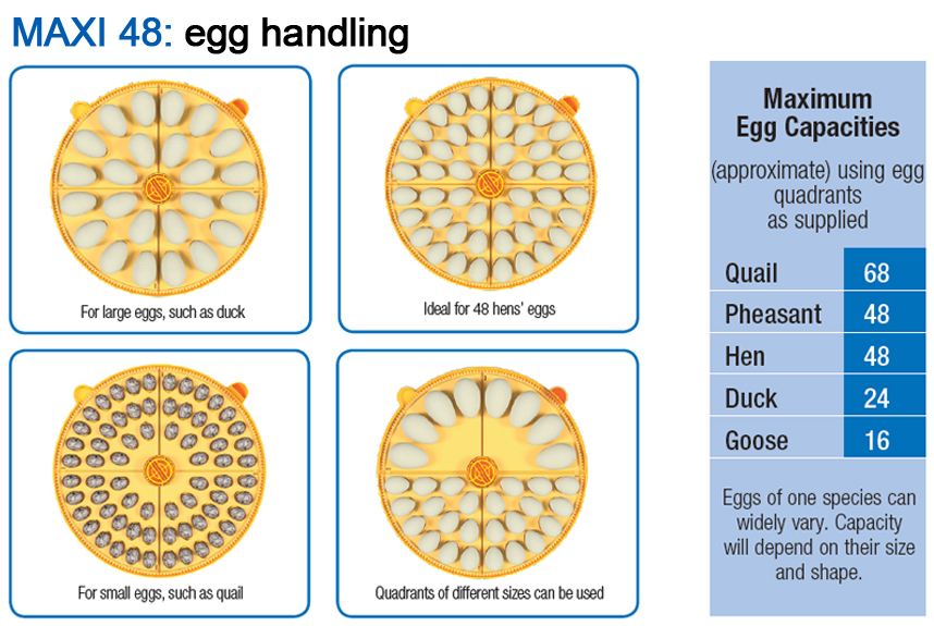 Maxi Egg Configurations