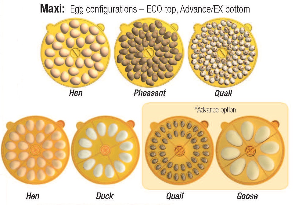 Maxi Egg Configurations