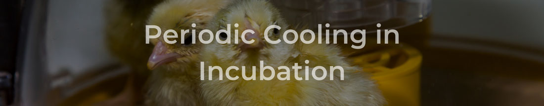 Periodic Cooling in Incubation