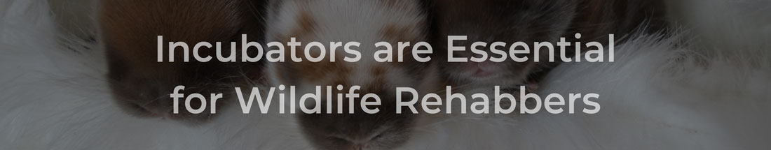 Incubators are Essential for Wildlife Rehabbers
