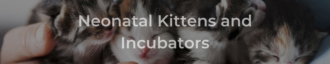 Neonatal Kittens and Incubators