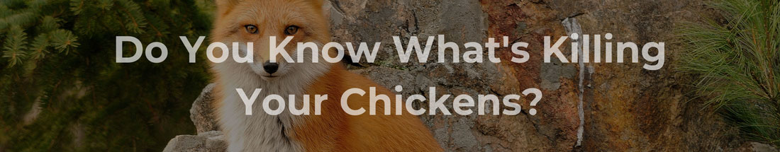 Do You Know What's Killing Your Chickens?