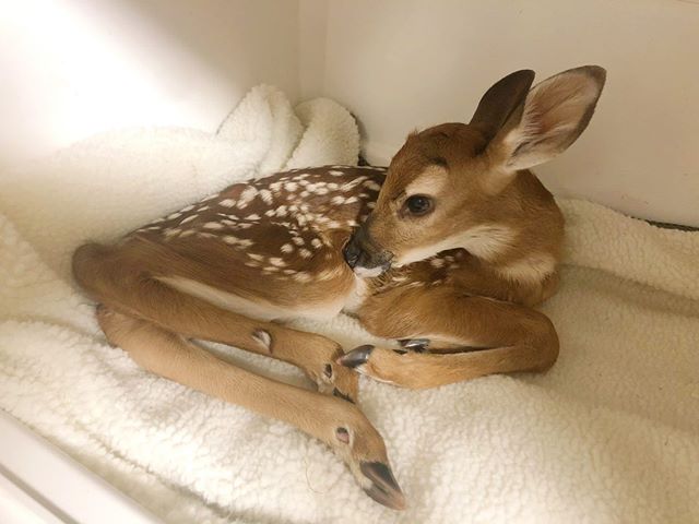 Fawn in intensive care unit