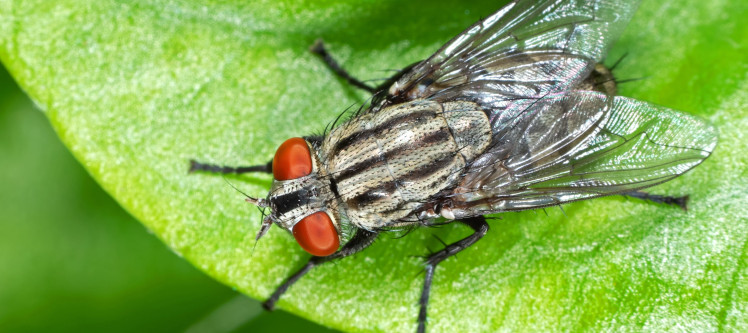 housefly