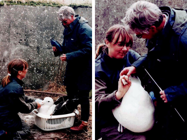 Underdown the Albatross, hatched in a Brinsea Polyhatch