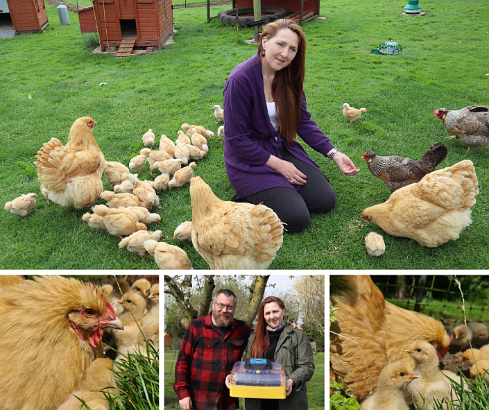 Brinsea incubators broody hens perfect match