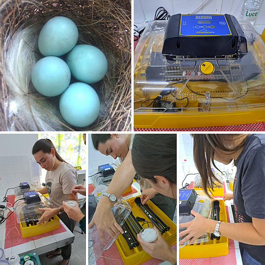 Olive White-eye eggs in a Brinsea Ovation 28 EX incubator in Mauritius.