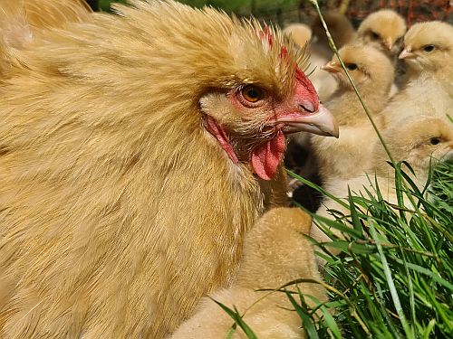 Brinsea Incubators and Broody Hens