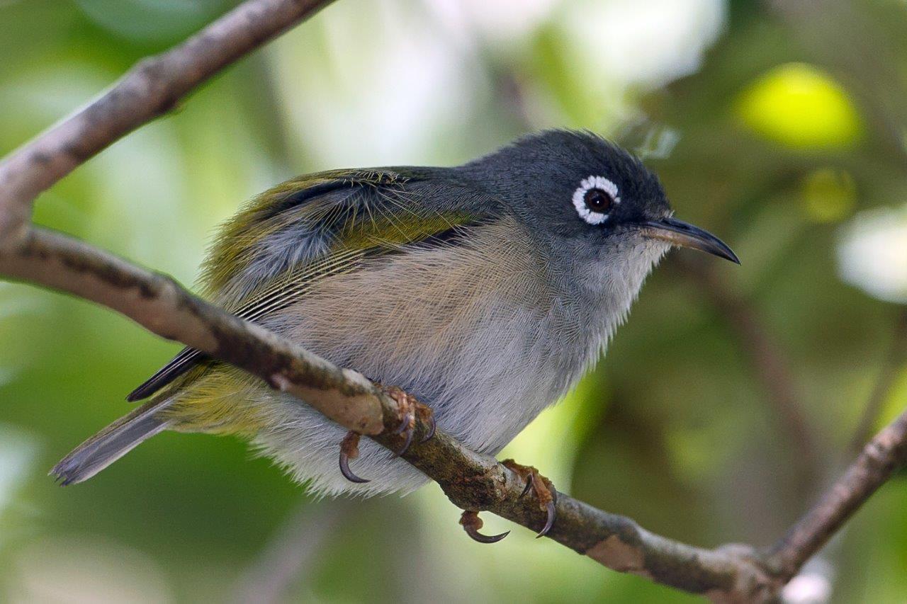 The Mauritius Olive White-eye 