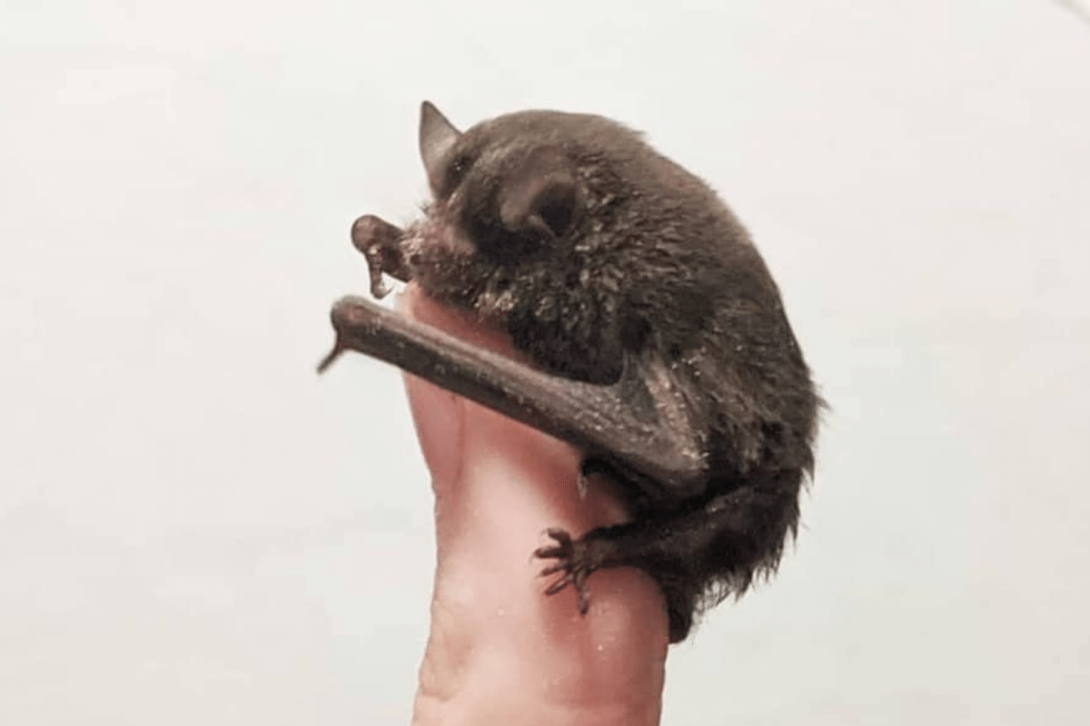 Saving Microbats in Australia with Brinsea's TLC-40