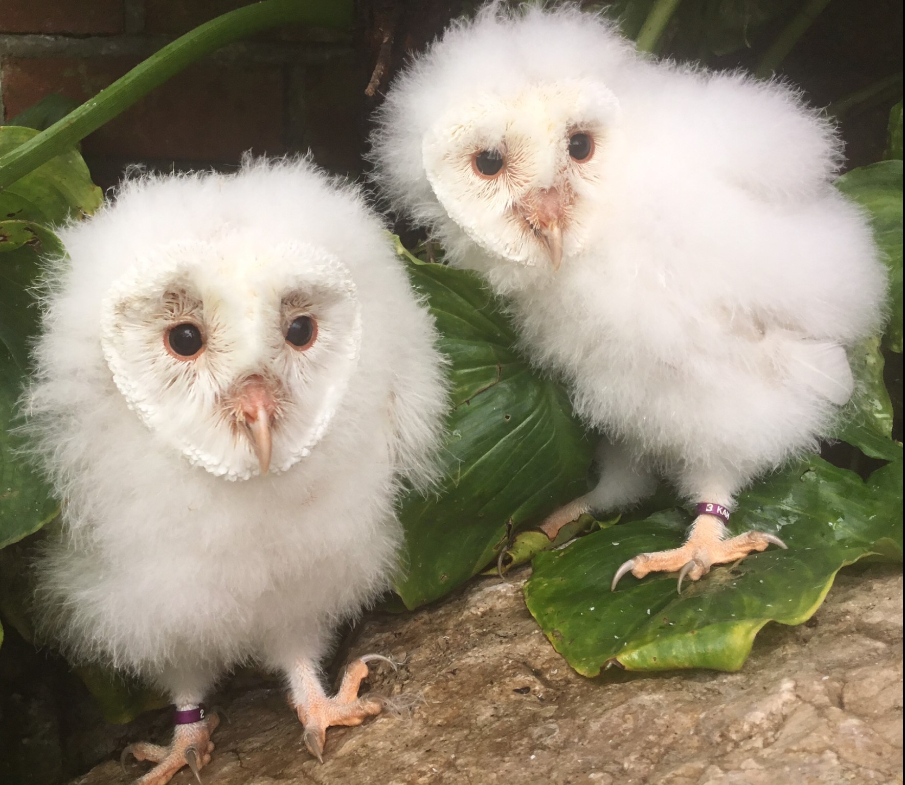 rare leucistic owls.